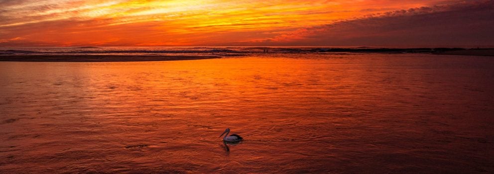 Sunset Pelican